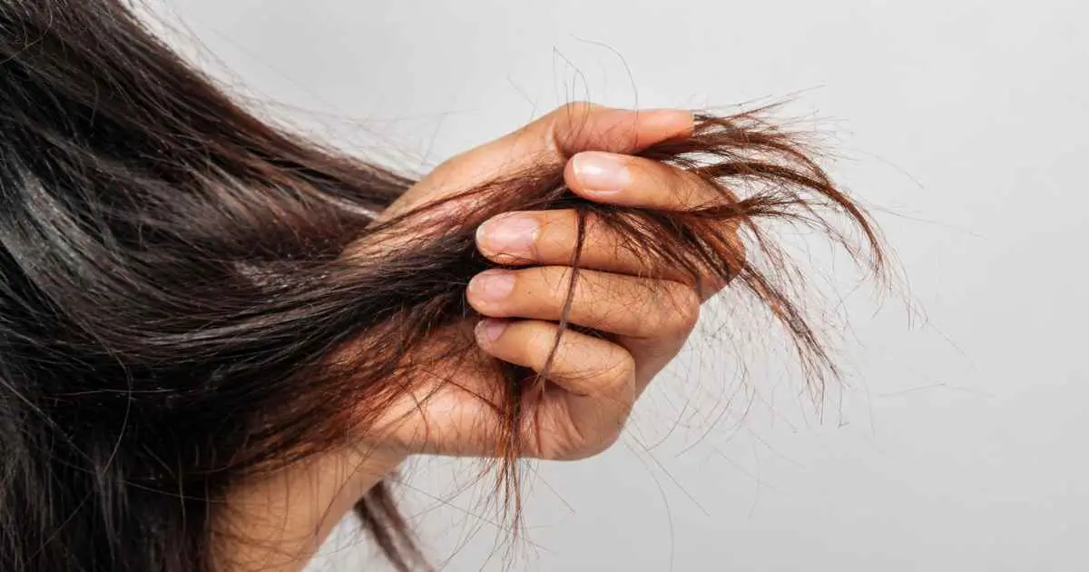 close up of damaged hair with split ends and dry frizzy texture